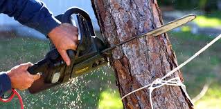 Why Choose Our Tree Removal Services in Mitchell, SD?