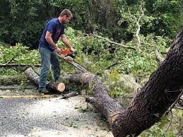 Best Fruit Tree Pruning  in Mitchell, SD