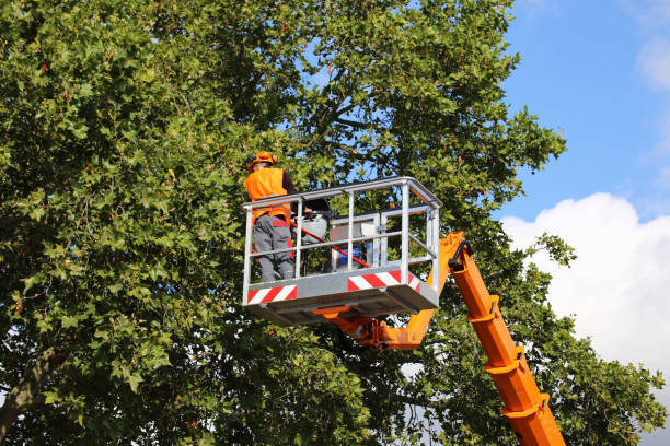 Best Stump Grinding and Removal  in Mitchell, SD