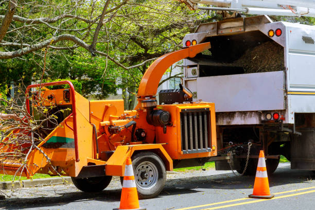 Tree and Shrub Care in Mitchell, SD